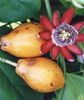 passiflora_alata_fruct
