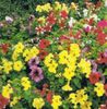 Petunia Cascade-