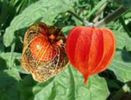 physalis-papalau-0,50g-P