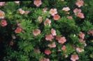 Potentilla fruticosa lovely pink 15