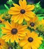 Rudbeckia_IndianSummer-