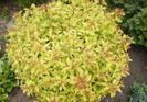 Spirea-Gold-Mound-