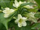 Weigela florida Alba 15