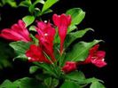weigela red prince..