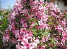 Weigela