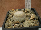 EPITHELANTHA MICROMERIS