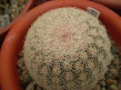 ECHINOCEREUS RIGIDISSMUS NACOSARI