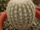 ECHINOCEREUS RIGIDISSMUS NACOSARI