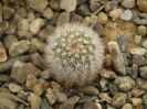 ECHINOCEREUS LEDINGII
