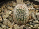 ECHINOCEREUS LEDINGII