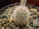 ECHINOCEREUS LAUII