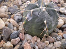 ECHINOCEREUS KNIPPELIANUS V. REYESII