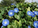 ipomea heavenly blue