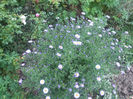 DSCF2794