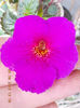 22 septembrie 2013-flori 066