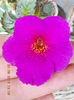 22 septembrie 2013-flori 067