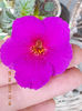 22 septembrie 2013-flori 068