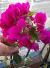 22 septembrie 2013-flori 005