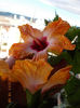 22 septembrie 2013-flori 016