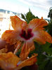 22 septembrie 2013-flori 017