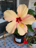 22 septembrie 2013-flori 023