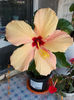 22 septembrie 2013-flori 025