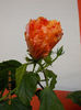 22 septembrie 2013-flori 038