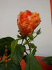 22 septembrie 2013-flori 039