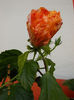 22 septembrie 2013-flori 040