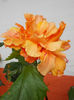 22 septembrie 2013-flori 059