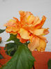 22 septembrie 2013-flori 060