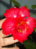 22 septembrie 2013-flori 172