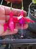 22 septembrie 2013-flori 009
