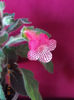 22 septembrie 2013-flori 181