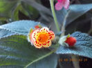 22 septembrie 2013-flori 207