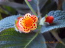22 septembrie 2013-flori 208