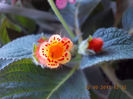 22 septembrie 2013-flori 209