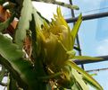 Epiphyllum cu floare foarte mare