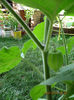 Picture 029