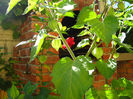 Picture 032