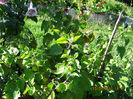 Picture 041