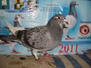 2013 pui no 099