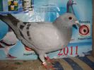 2013 pui no 107