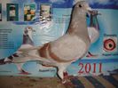 2013 pui no 113