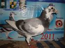 2013 pui no 136