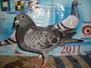 2013 pui no 138
