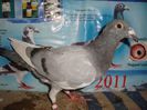 2013 pui no 144