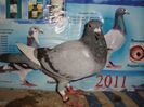 2013 pui no 148