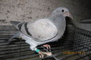 01757-13-542 Orig.Dieter Tetz