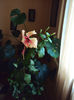 DSC00253